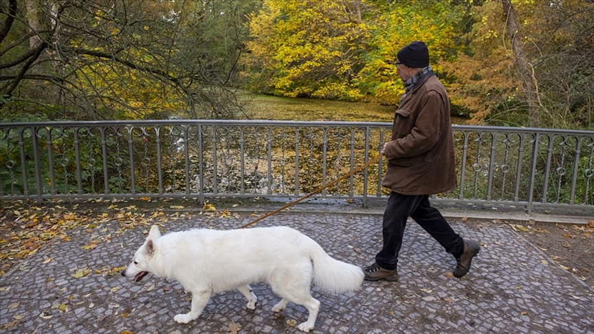 Almanya’da belediyeler 2023’te köpek vergisinden rekor gelir elde etti