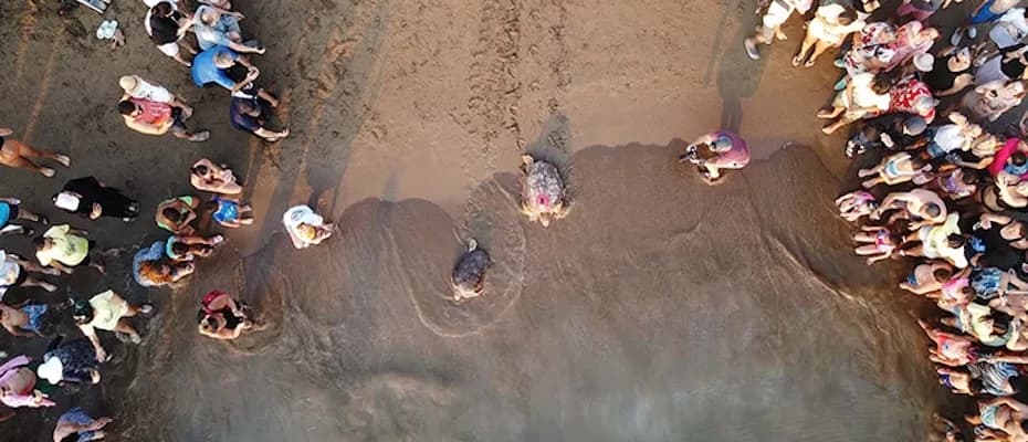 Uydu cihazıyla izlenen Tuba isimli caretta caretta ikinci dünya turuna salındı