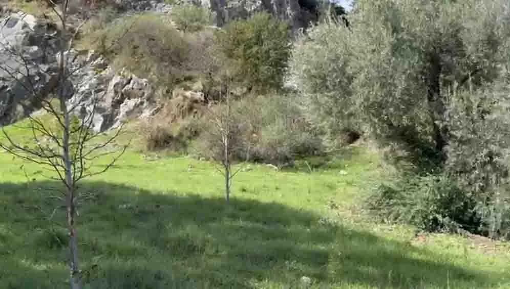 Marmaris’e, Kadınlar İçin Umut Zeytinliği