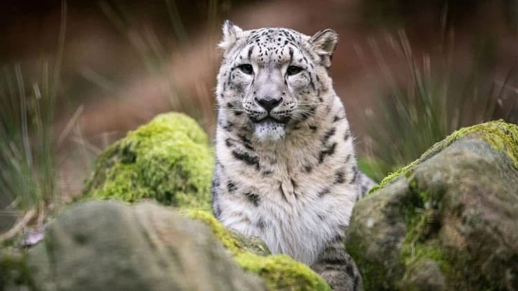 Nürnberg`de Kar Leoparı heyecanı