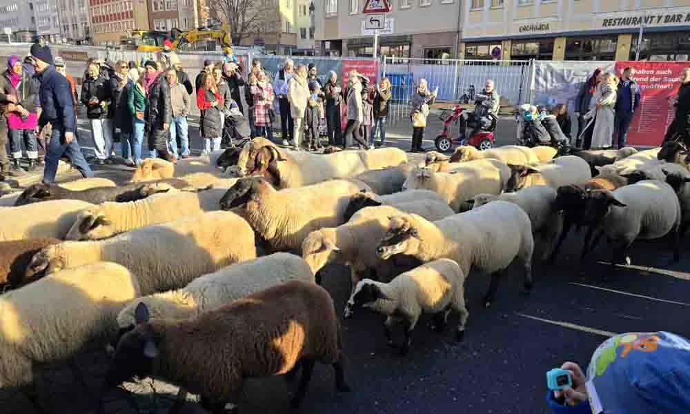 Yaklaşık 50 Koyun Penny Süpermarketini Bastı