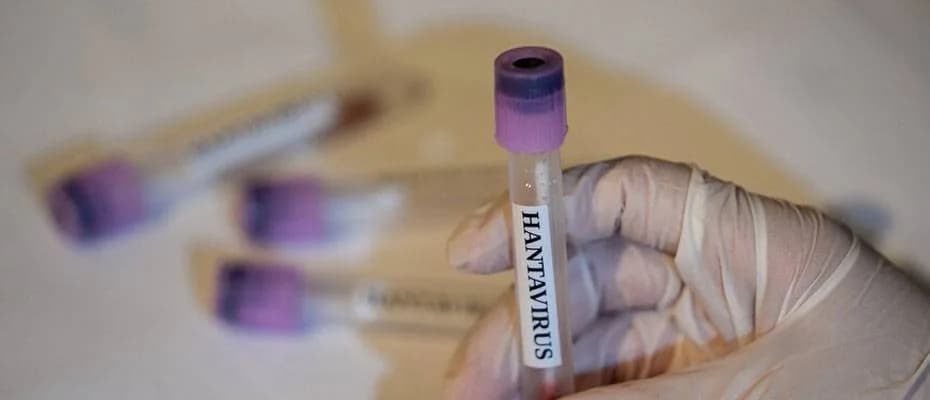 EMA: Hantavirüs için onaylı aşı veya tedavi bulunmuyor