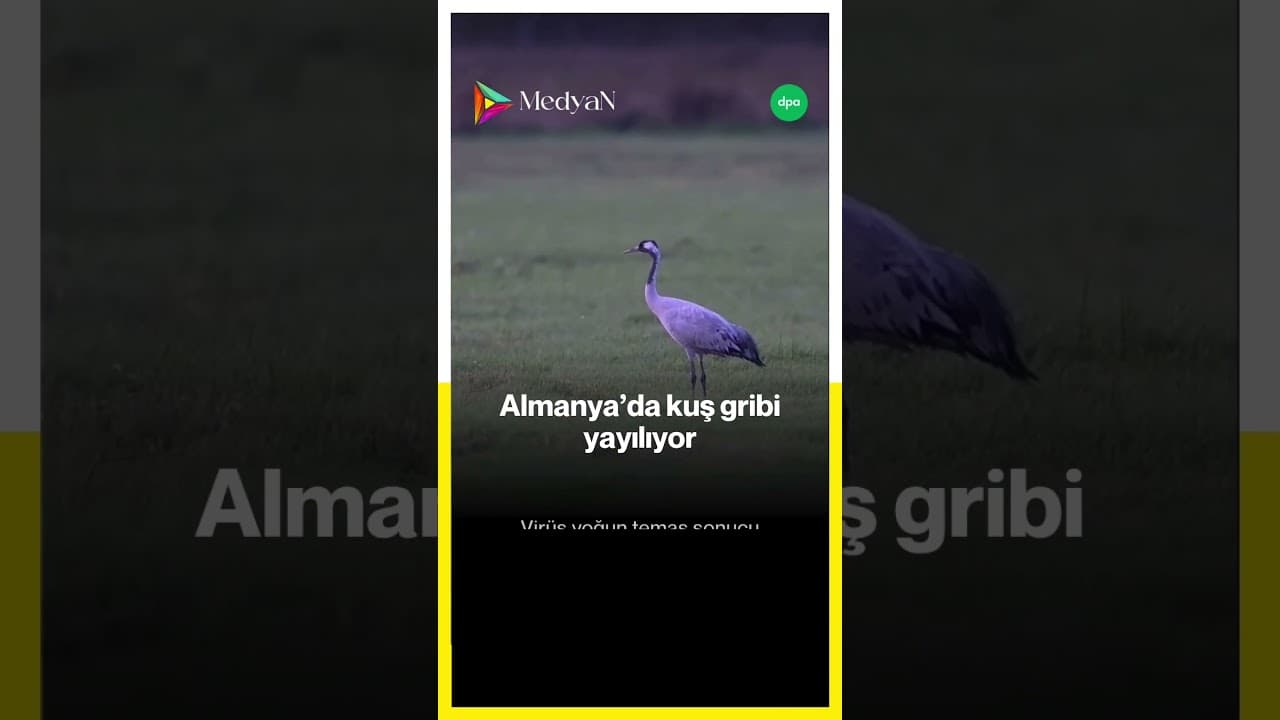 #Almanya 'da kuş gribi hızla yayılıyor, aman dikkat bebişler