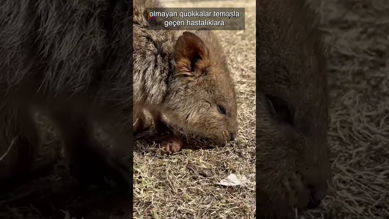Bakmayın yüzünün güldüğüne, derdi çok... haha #quokka #berlin #almanya #haber