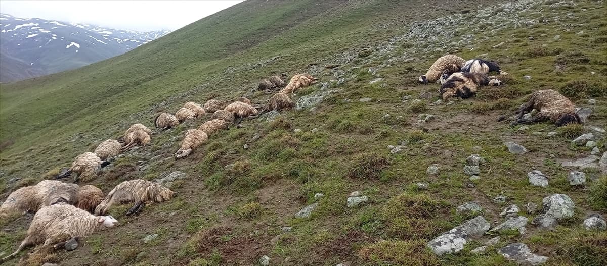 Yeşil, kayalık bir yamaçta yatan çok sayıda ölü koyun ve karlı dağlar.