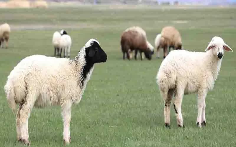 Almanya’da koyunlara ekmek verildi: 21 hayvan telef oldu, soruşturma başlatıldı