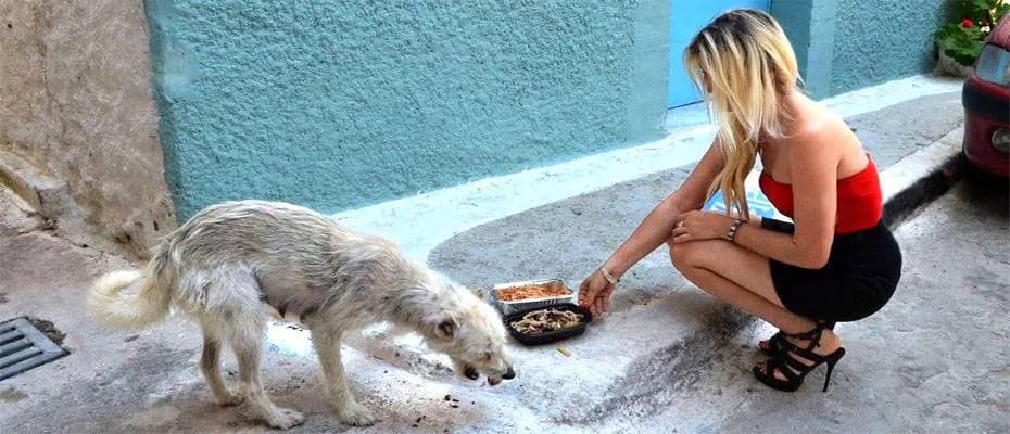 Krizi Derinleştiren Hayvan Hakları Yasası ‘Katliam Yasası’ Mı, ‘Çözüm’ Mü?