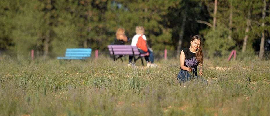 Aromatik bitki şehri tarihi ilçeye 'derman' oluyor